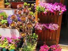 -平吉花卉市场