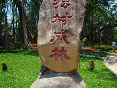 -瑞丽独树成林风景区