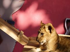 -北京野生动物园