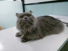 -嘉馨宠物医院·CT影像转诊·心脏科·犬猫全科诊疗中心(下沙大学城院区)