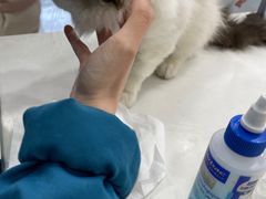 -安安宠物医院(情缘分院)