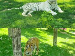 -北京野生动物园