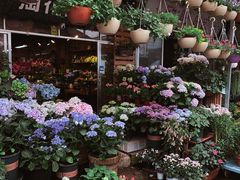 -桂林市花鸟市场