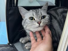 -纳吉亚猫专科动物诊疗中心(蒋宅口分院)