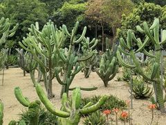 -深圳仙湖植物园