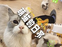 -有喵·猫咖·狗咖·30几只猫10只小狗(岗厦店)