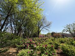 -洛阳市隋唐城遗址植物园