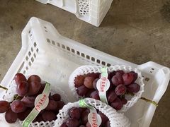 -马陆小张葡萄园农家乐