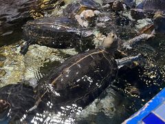 -顺德南宏海立方海洋公园