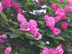 -颐和路民国时期公馆风貌区