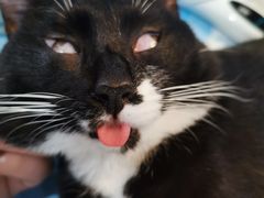 -伟伟宠物医院·CT影像中心·瑞派犬猫综合性门诊(汉口总院)