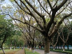 -番禺大夫山森林公园