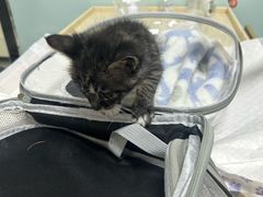 -嘉馨宠物医院·CT影像转诊·心脏科·犬猫全科诊疗中心(下沙大学城院区)