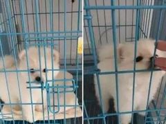-伟伟宠物医院·CT影像中心·瑞派犬猫综合性门诊(汉口总院)