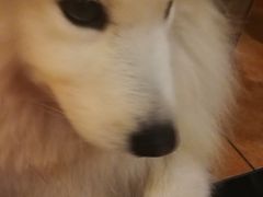 -more than meow吴止猫主题餐厅(承德 中船汇店)