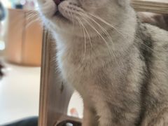 -飞行喵MR PILOT|猫舍·猫咖(静安大融城店)