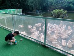 -广州长隆飞鸟乐园