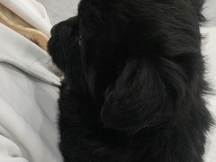 -安安宠医·臻爱宠物医院·宠保定点(营门口路分院)