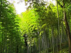 -上海佘山国家森林公园天马山园