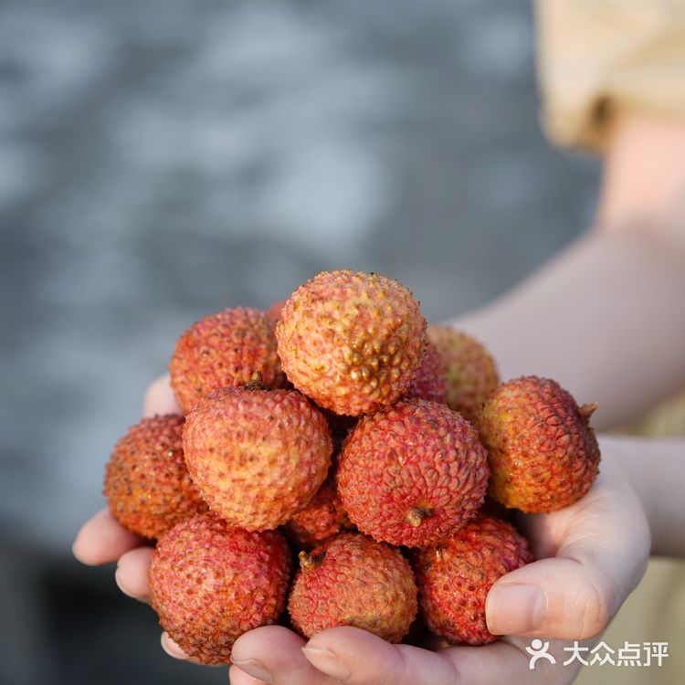 鸭头绿桂味荔枝图片