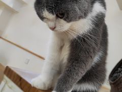 -李小姐の猫咖啡馆(五角场店)