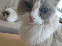 -鼓捣猫呢主题猫咖店