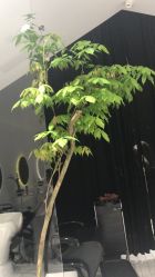 -大象造型
