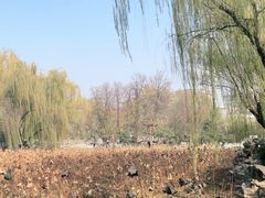 -莲湖公园