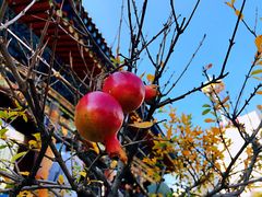 -西宁市东关清真大寺
