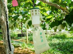 -永康市康源葡萄园
