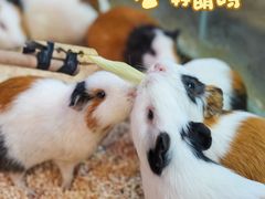 -正佳雨林生态植物园