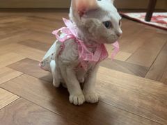 -德元·美联众合24小时动物医院(总院)