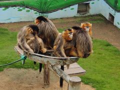 -西霞口神雕山野生动物世界