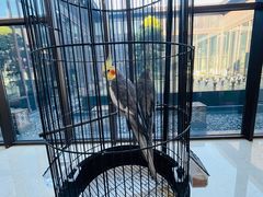 -上海崇明金茂凯悦酒店