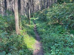 -玉泉威虎山森林公园