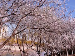 -桃花堤公园