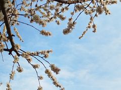 -桃花堤公园