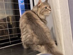-楼上猫咖(罗湖店)