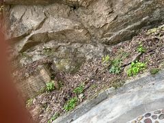 -王顺山国家森林公园
