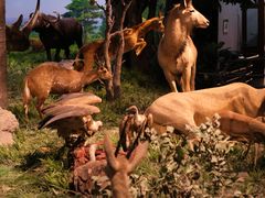 -国家自然博物馆