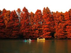 -上海海湾国家森林公园