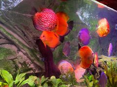 -上海海洋水族馆