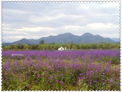 景点-北京东方普罗旺斯薰衣草庄园