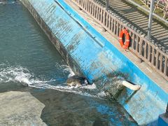 -广东惠东海龟国家级自然保护区