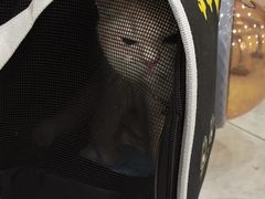 -安安宠医宠物医院·异宠·犬猫内科(岳阳分院)
