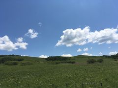 -乌兰布统景区-白桦林