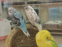 -喵宠乐园·撸猫互动·猫舍