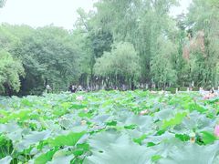 -莲湖公园
