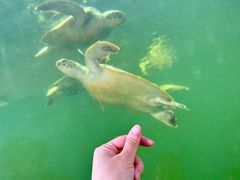 -广东惠东海龟国家级自然保护区