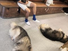 -more than meow吴止猫主题餐厅(承德 中船汇店)